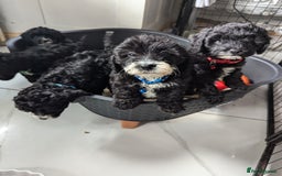 Cavapoochon dogs for sale: Cavapoochon puppies .ready now  - Image 9