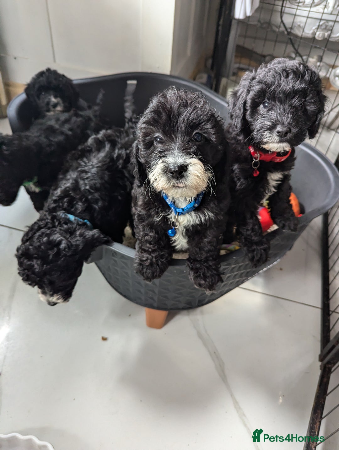 Cavapoochon dogs for sale: Cavapoochon puppies .ready now  - Image 9