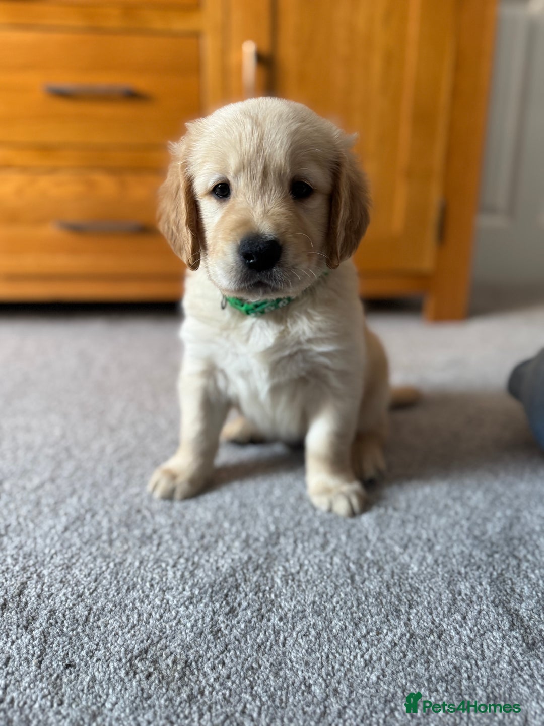 Golden Retriever dogs for sale: 5 Male Golden Retriever Galactic Puppies For Sale in Nottingham - Image 11