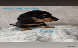 Miniature Dachshund dogs for sale: Miniature long and smooth coated Dachshunds - Image 8