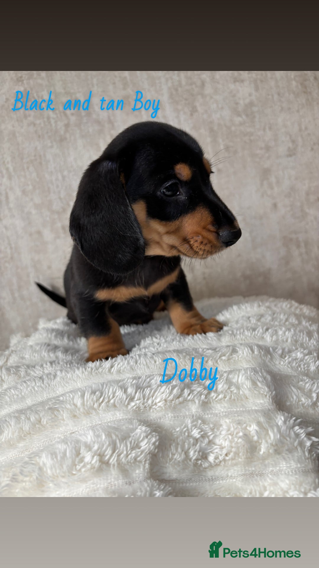 Miniature Dachshund dogs for sale: Miniature long and smooth coated Dachshunds - Image 8