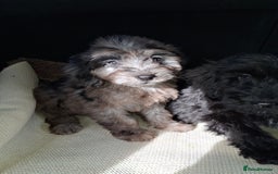Sproodle dogs for sale: Gorgeous f1b sproodle pups, dna tests. - Image 10