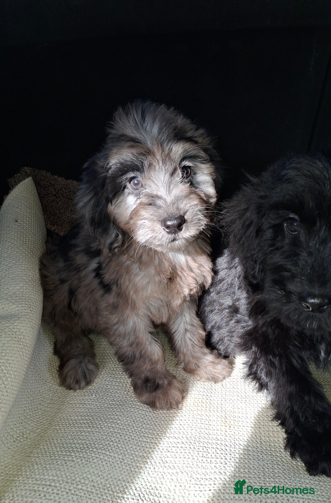 Sproodle dogs for sale: Gorgeous f1b sproodle pups, dna tests. - Image 10