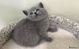 British Shorthair cats for sale: Gorgeous BSH Kittens  - Image 10