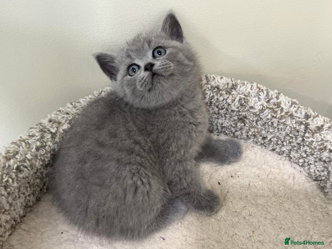 British Shorthair cats for sale: Gorgeous BSH Kittens  - Image 10