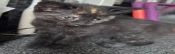Mixed Breed cats for sale: 2 stunning kittens still available  - Advert 20