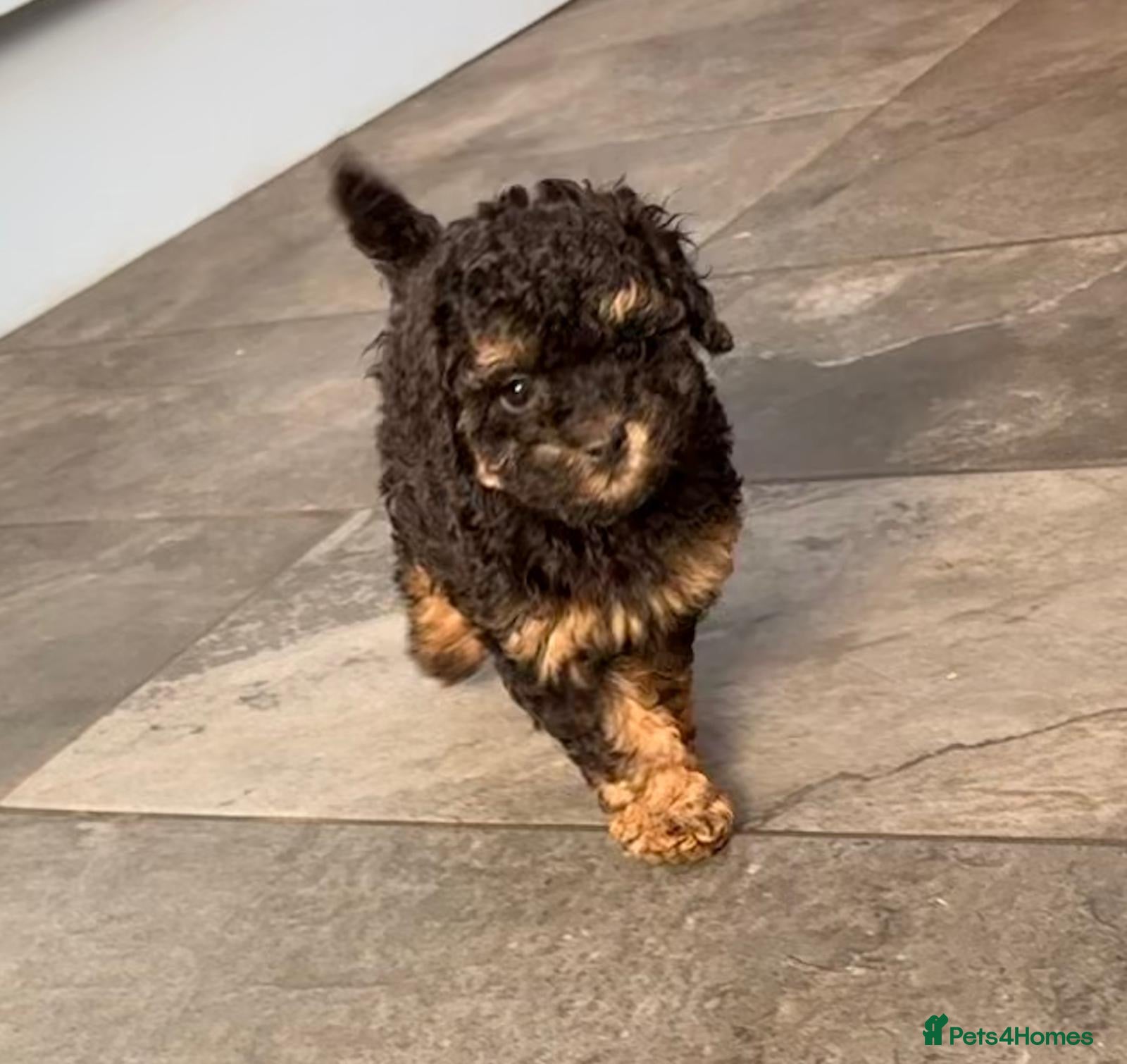 Toy Poodle dogs 3 Stunning Phantom KC Toy Poodle Puppies - Advert 1