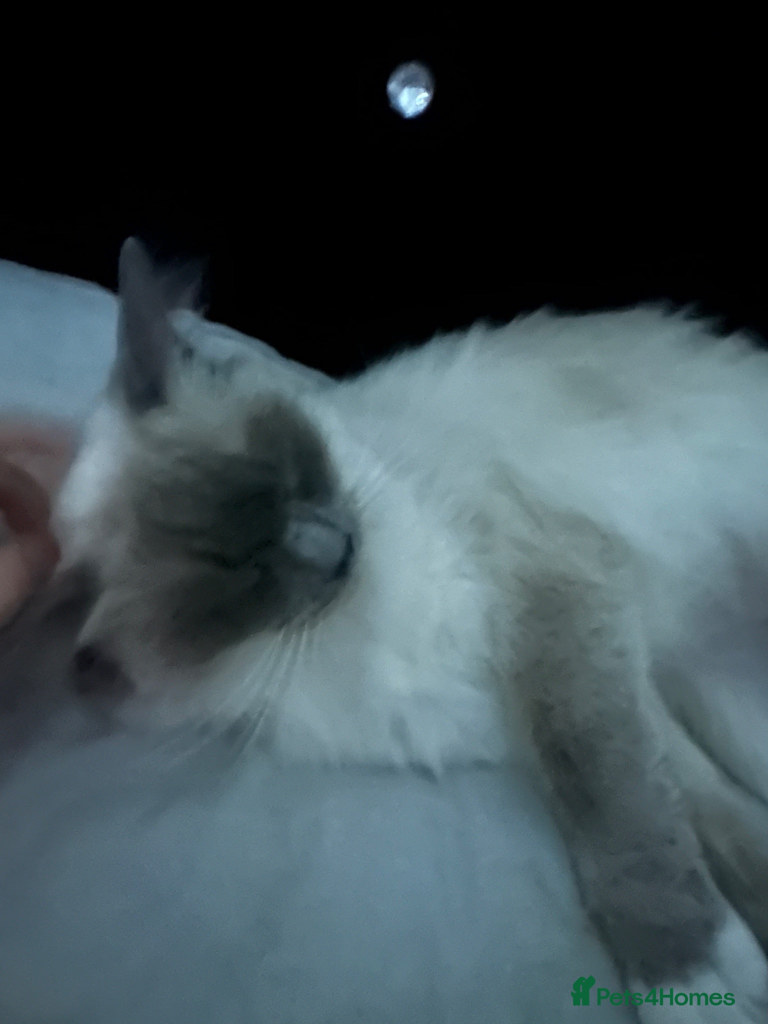 Ragdoll cats Asap 3 mixed breed ragdoll - Advert 2