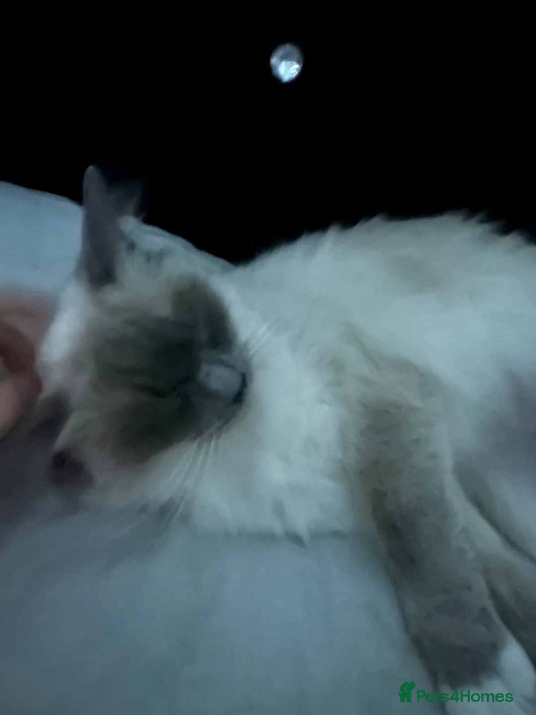 Ragdoll cats for sale: Asap 3 mixed breed ragdoll in Houghton Regis - Advert 1