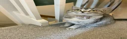 British Shorthair cats for sale: British shorthair cat - Advert 3