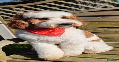 Australian Labradoodle dogs in Bury Saint Edmunds - Advert 2