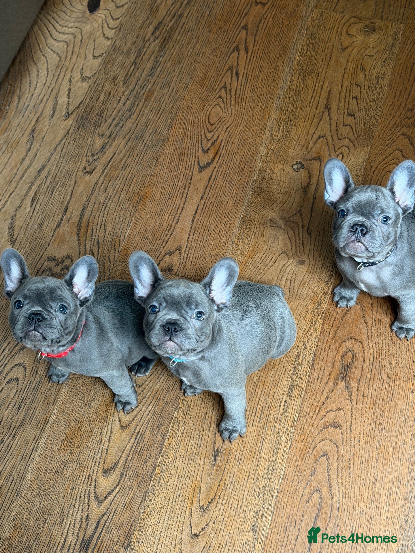 French Bulldog dogs French bulldog puppies - Advert 11