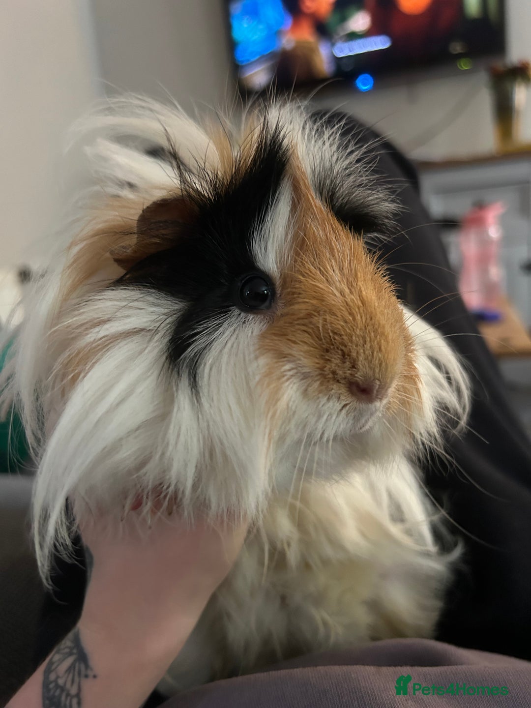 Guinea Pig rodents for sale: 2 male guniea pigs - Image 4