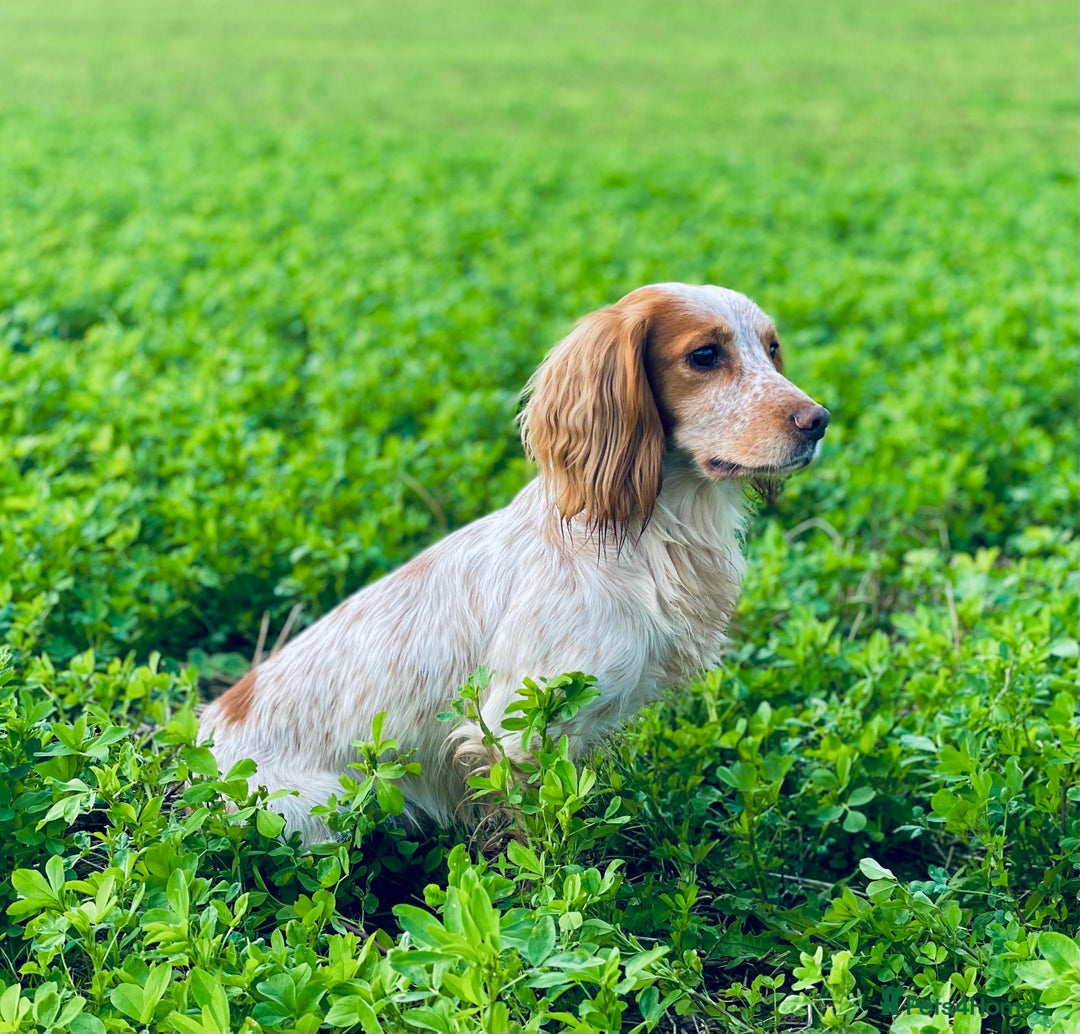 Cocker Spaniel dogs for stud: Working Cocker Stud  - Advert 9