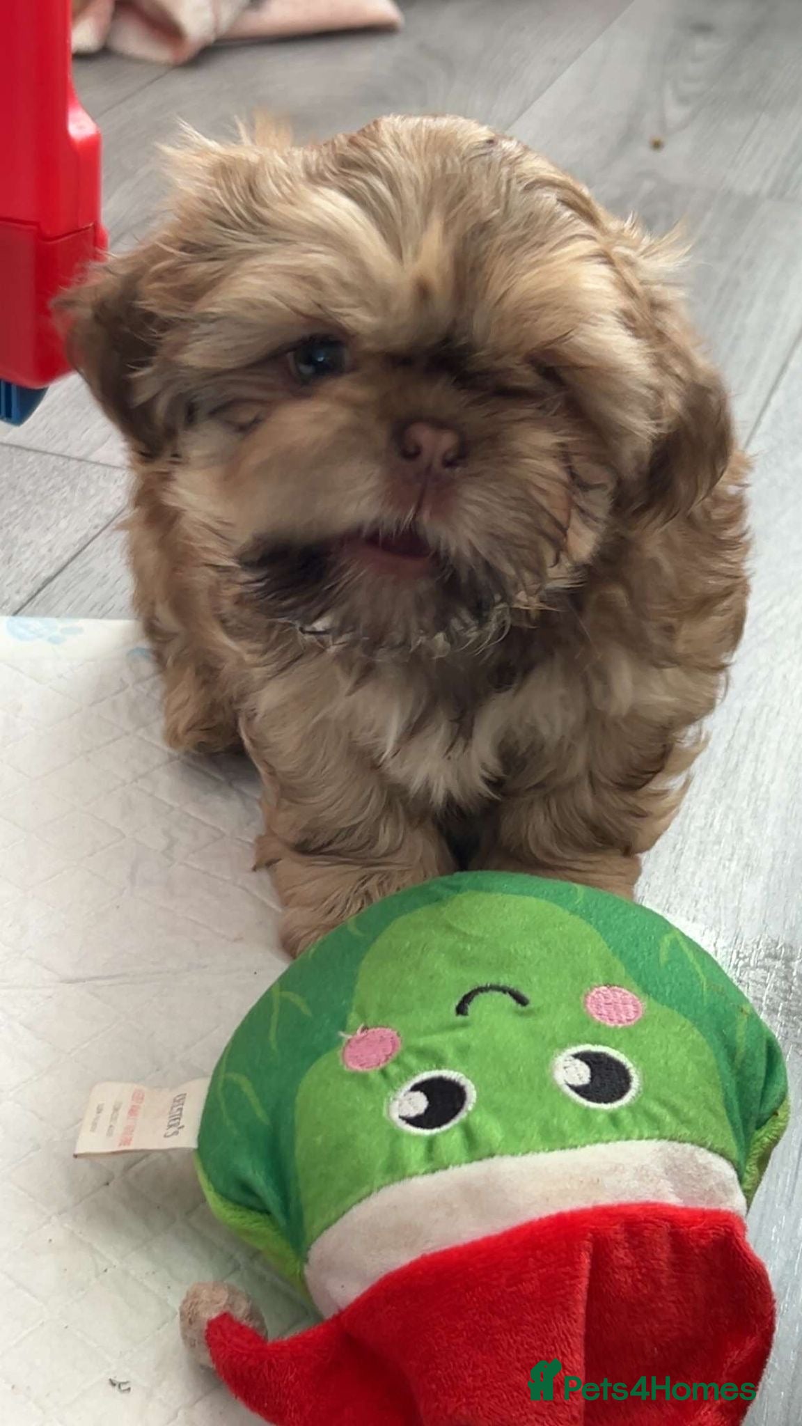 Shih Tzu dogs Imperial shih Tzu ready for new homes  - Advert 5