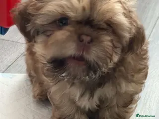 Shih Tzu dogs Imperial shih Tzu ready for new homes - Advert 2