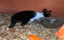 Dutch rabbits for sale: All mixed rabbits £60 each open to offers  - Advert 8