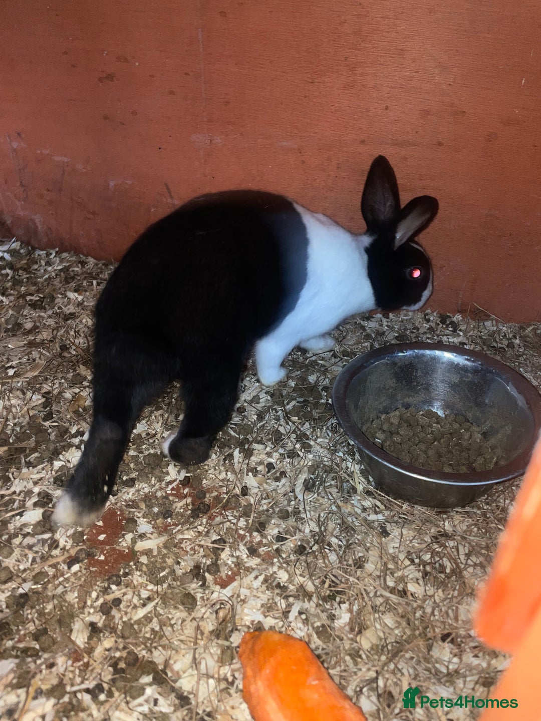 Dutch rabbits for sale: All mixed rabbits £60 each open to offers  - Advert 8