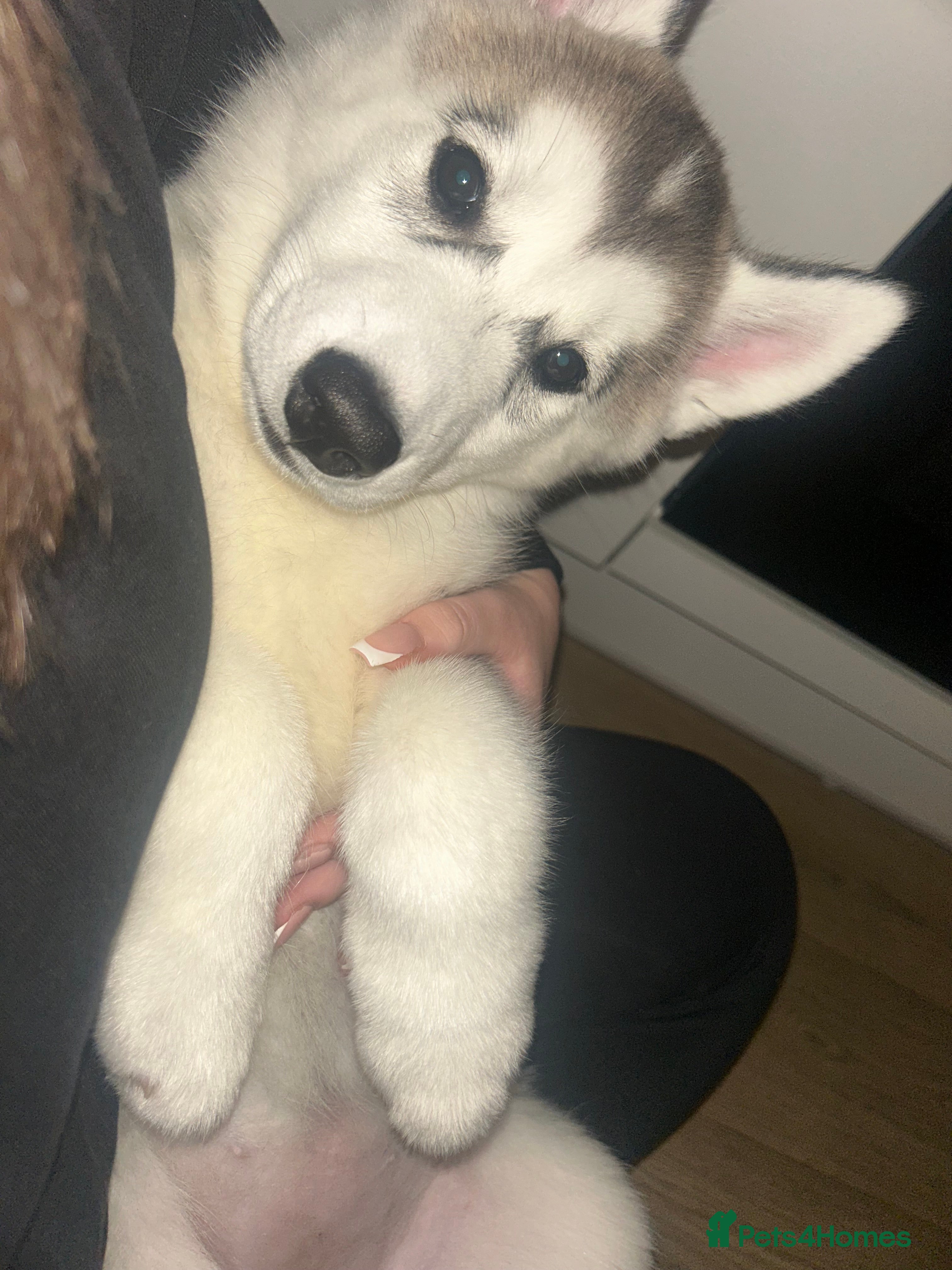 Siberian Husky dogs 9 week old siberian husky female  - Advert 3
