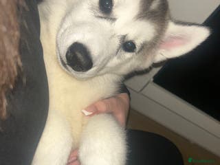 Siberian Husky dogs 9 week old siberian husky female - Advert 3