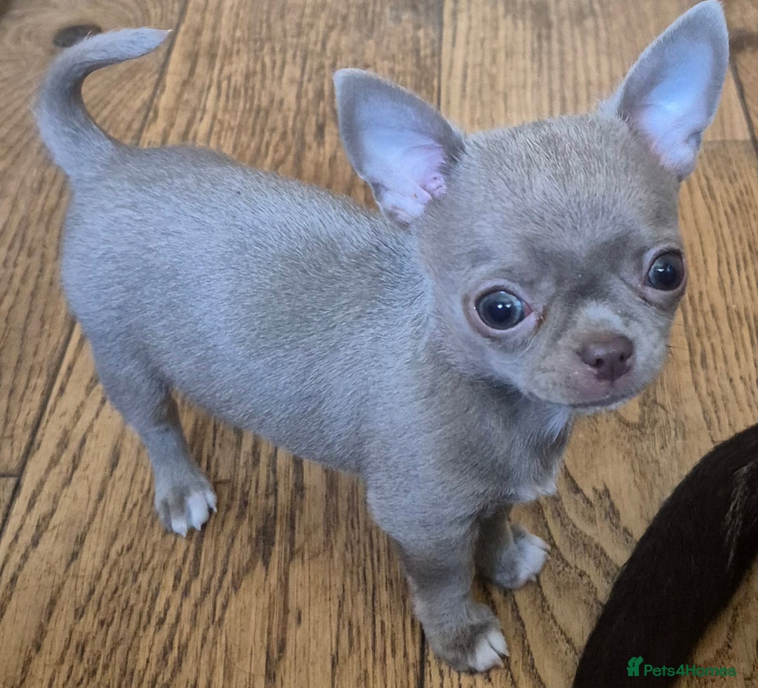 Chihuahua dogs for stud: KC lilac stud in Dagenham - Advert 19