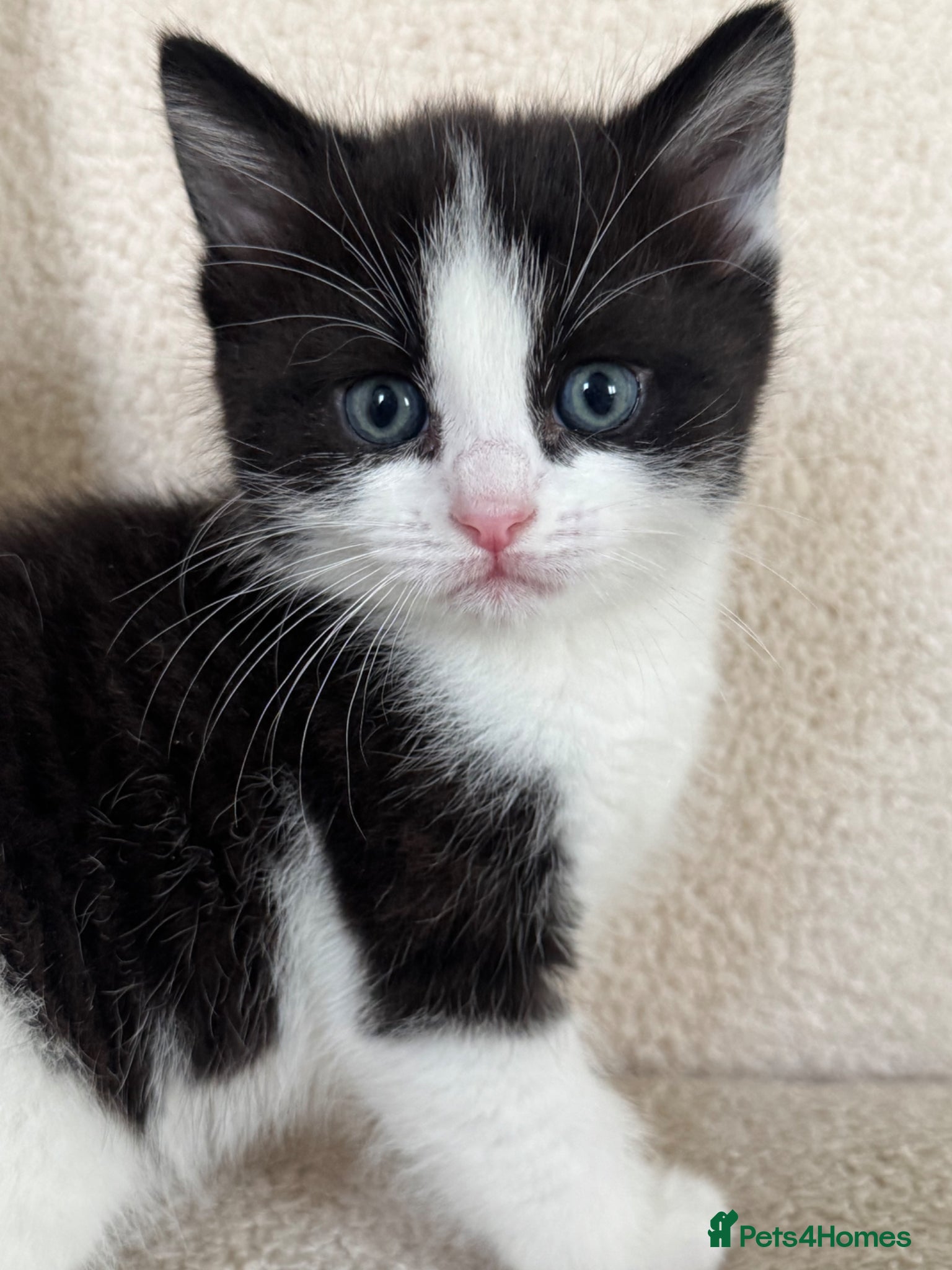 Ragdoll cats One Left ! Beautiful Calico x Ragdoll Kittens  - Advert 7
