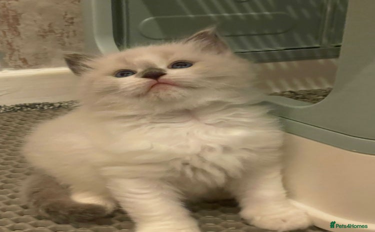 Ragdoll cats - Advert 8