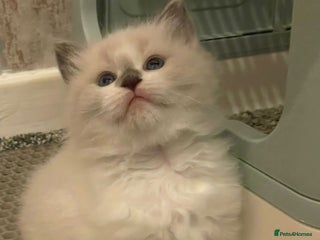 Ragdoll cats - Advert 16