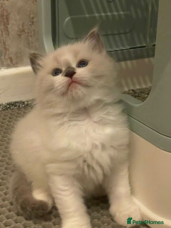 Ragdoll cats - Advert 3