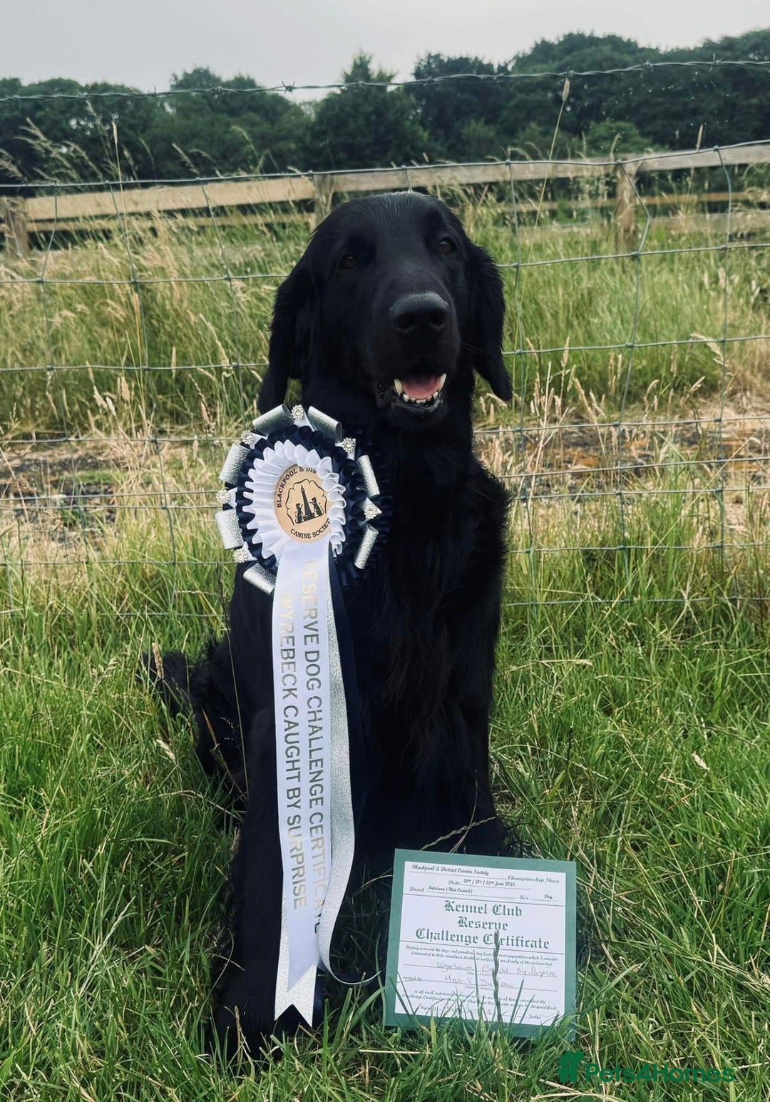 Flat coated Retriever dogs for sale: Stunning KC Reg Flatcoat Retriever puppies - Advert 3
