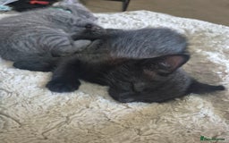 Mixed Breed cats for sale:  Beautuful black kitten only baby left!  - Image 10