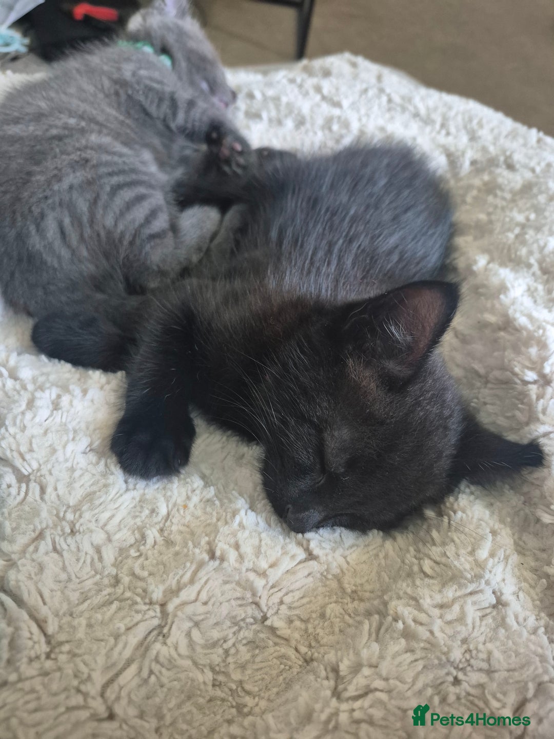 Mixed Breed cats for sale:  Beautuful black kitten only baby left!  - Image 10