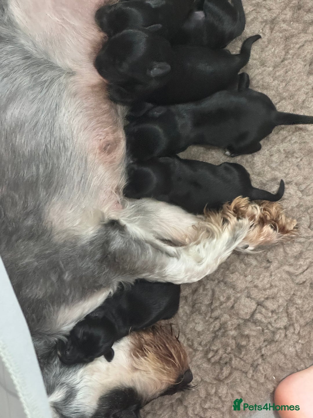 Miniature Schnauzer dogs for sale: Miniature Schnauzer pups for sale - Advert 7