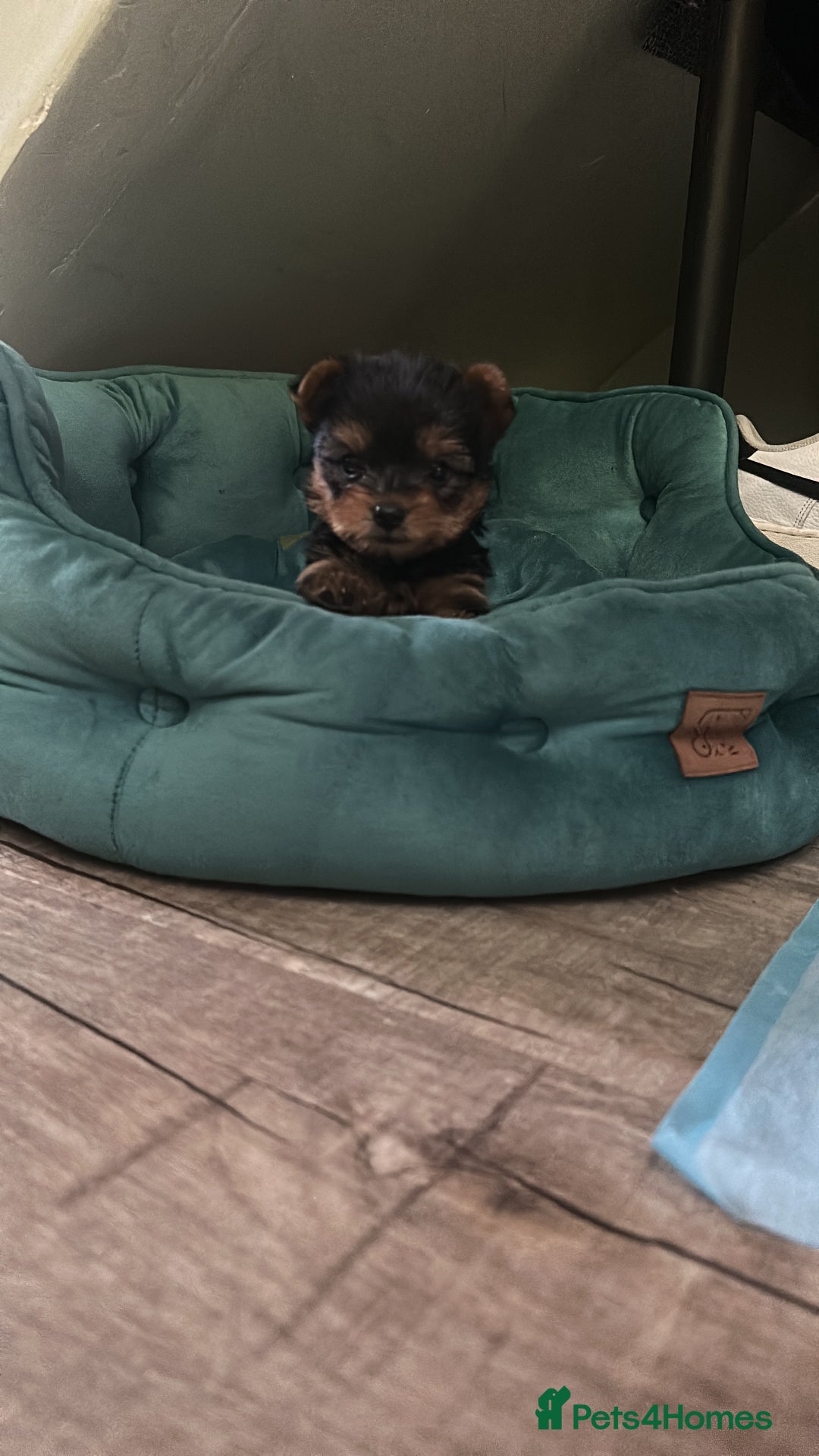 Yorkshire Terrier dogs for sale: 6 weeks 3 Miniature yorkshire terrier pupps - Advert 1