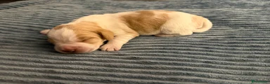 Bocker Puppy 4