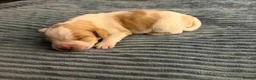 Bocker dogs for sale: Bocker puppies for sale - Advert 15