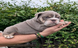 English Bulldog dogs for sale: English Bulldog Puppies  - Advert 31