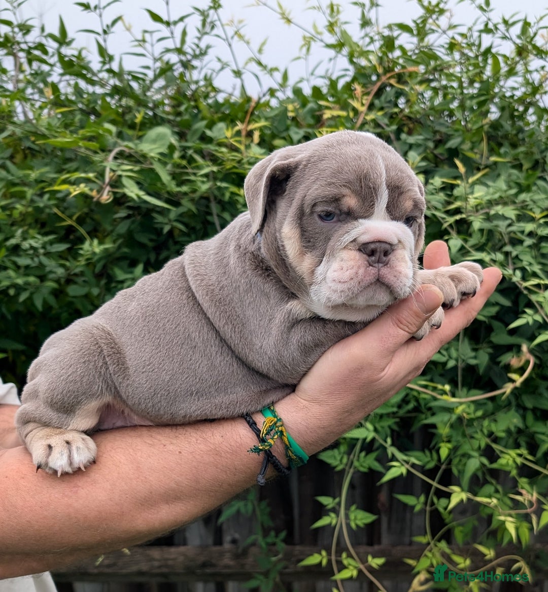 English Bulldog dogs for sale: English Bulldog Puppies  - Advert 31