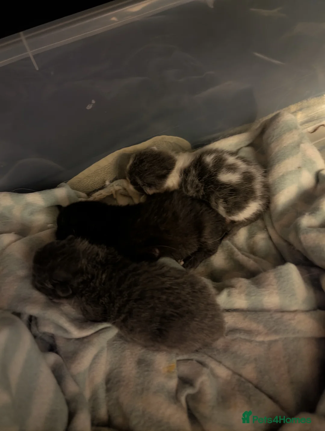 Ragdoll cats for sale: Ragdoll cross BSH  - Advert 30