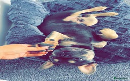 French Bulldog dogs for sale: Blue & Tan Pedigree French Bulldog - Image 2