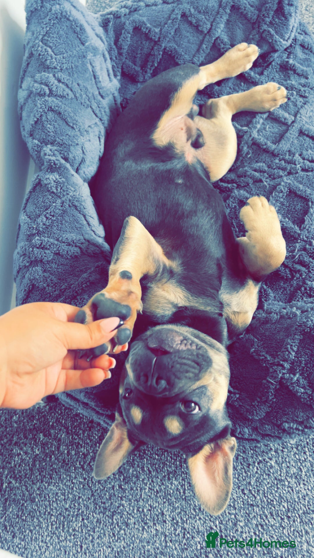 French Bulldog dogs for sale: Blue & Tan Pedigree French Bulldog - Image 2