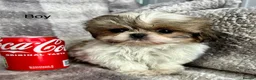 Shih Tzu dogs for sale: Tiny imperial Shih Tzu puppies  - Advert 7