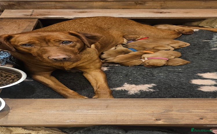 Labrador Retriever dogs KC Fox Red Labrador Puppys - Advert 1