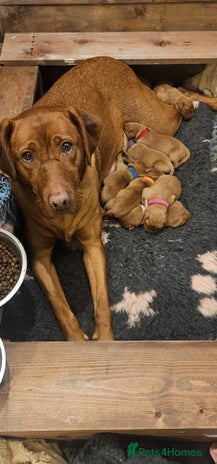 Labrador Retriever dogs KC Fox Red Labrador Puppys - Advert 1