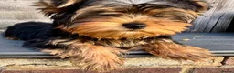 Yorkshire Terrier dogs for sale: Outstanding Yorkshire Terrier ❤️ONE GIRL LEFT! - Advert 7