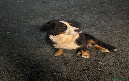 Bernese Mountain Dog dogs for sale: Beautiful Bernese Mountain Dog Puppies for Sale 🐾 - Image 2