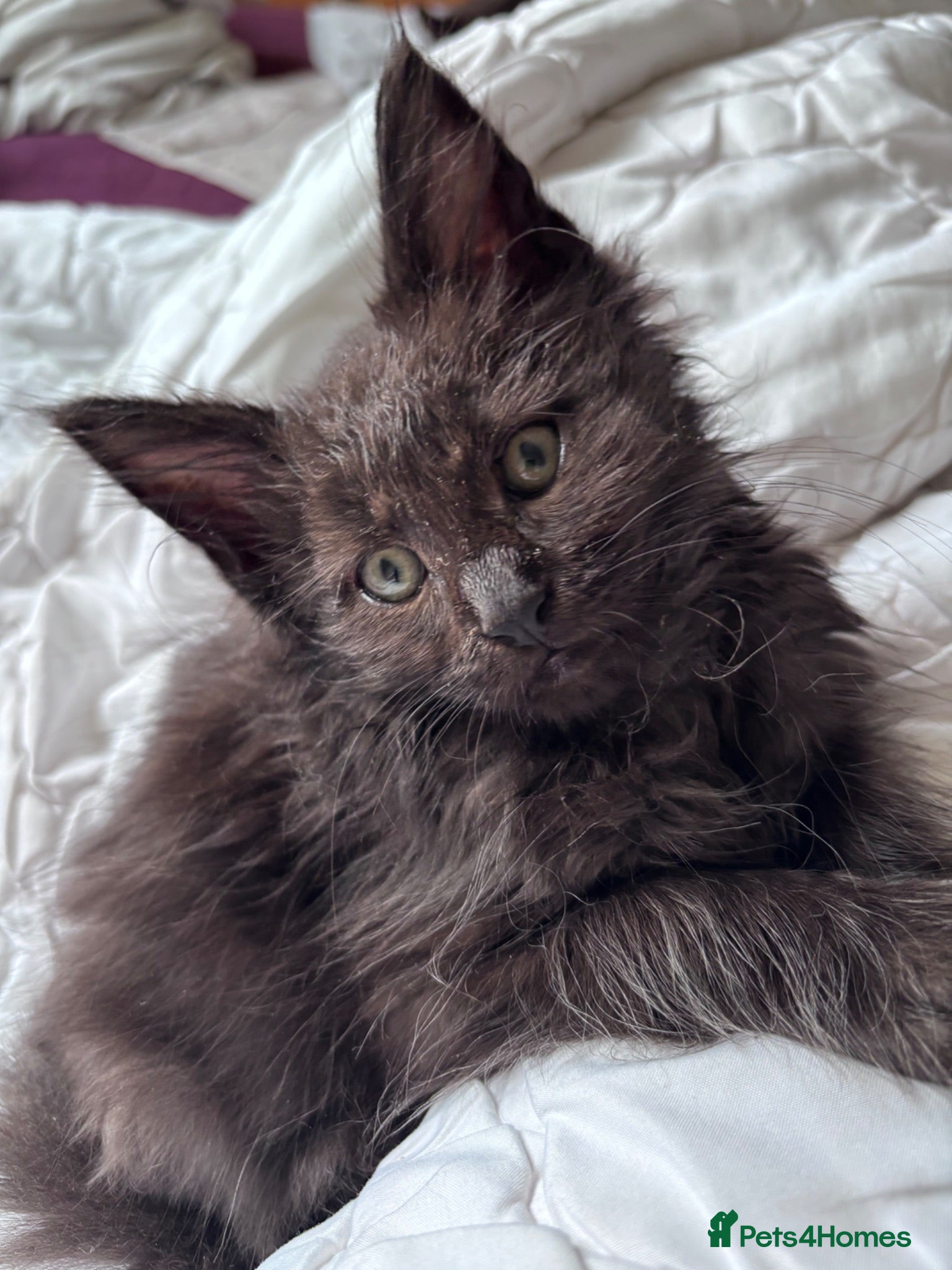 Maine Coon cats 🖤 Black Smoke Maine Coon Girl – Ready Now 🐾 - Advert 1