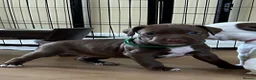 Mixed Breed dogs for sale: Spinger spaniel X Staffordshire bull terrier - Advert 18