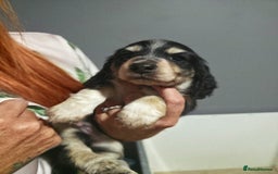 Miniature Dachshund dogs for sale: Longhaired Minature Dachshunds  - Image 8