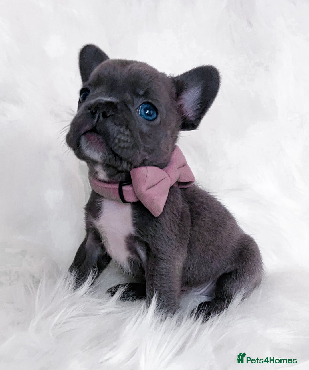 French Bulldog dogs for sale: 🌸Isabella,Rojo,Lilac,Blue,Chocolate🌸 - Advert 17